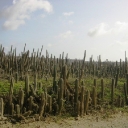 Bonaire Park Cacti 1.JPG